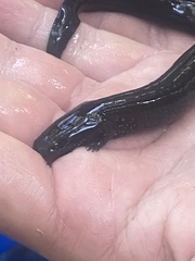 Siren lacertina