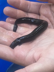Siren lacertina