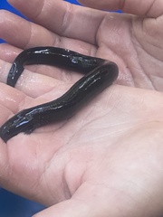 Siren lacertina