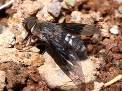 Thyridanthrax selene