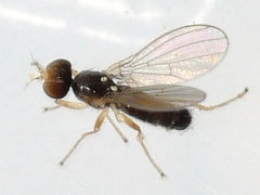 Anthomyzidae