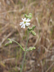 Silene aprica