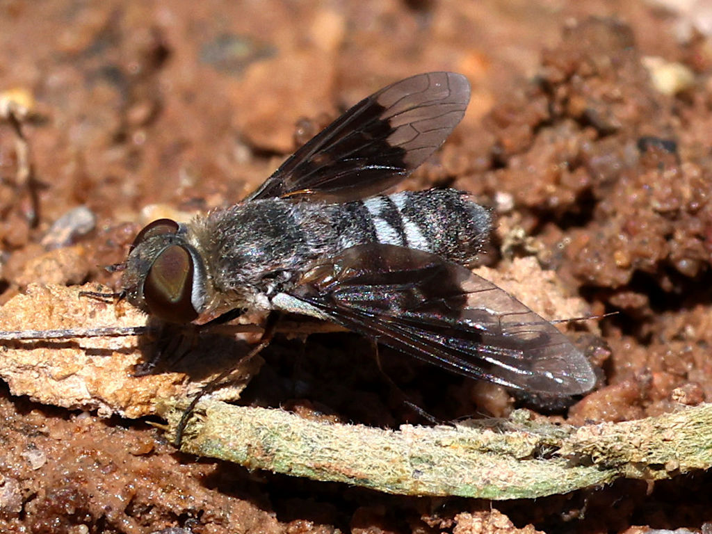 Thyridanthrax selene