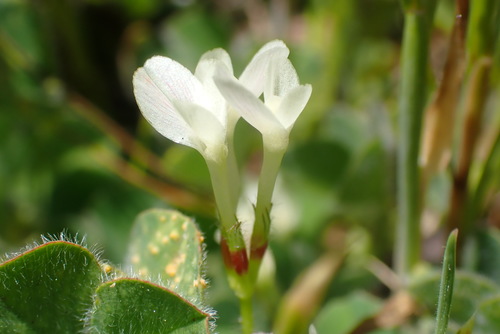 iNaturalist observation photo of Subterranean Clover