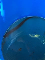 Siren lacertina