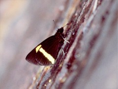 Barca bicolor