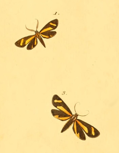 Josia megaera