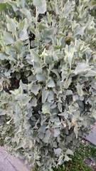 Atriplex