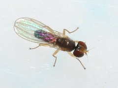 Anthomyzidae