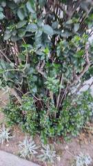Ligustrum ovalifolium