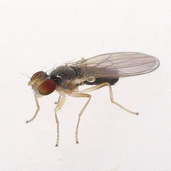 Anthomyzidae