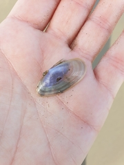 Hiatula nitida