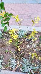 Ligustrum ovalifolium