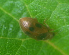 Coccidula scutellata