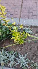 Ligustrum ovalifolium