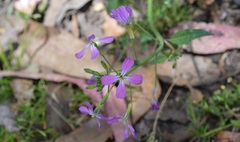 Hesperidanthus linearifolius