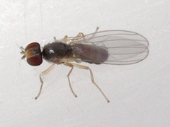 Anthomyzidae