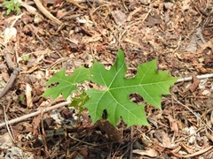 Cnidoscolus multilobus