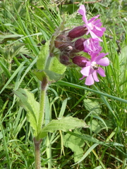 Silene dioica