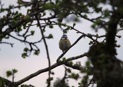 Cyanistes caeruleus caeruleus