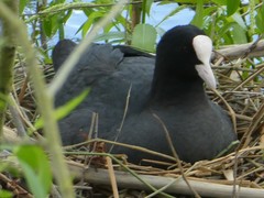 Fulica atra