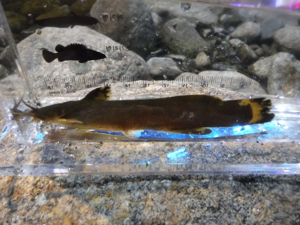 Liobagrus somjinensis