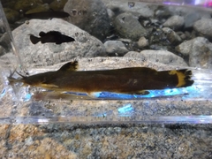 Liobagrus somjinensis