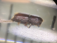 Ips grandicollis