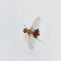 Anthomyzidae