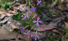 Hesperidanthus linearifolius