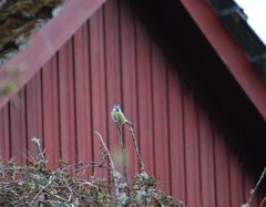 Cyanistes caeruleus caeruleus
