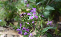 Hesperidanthus linearifolius