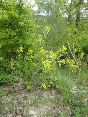 Erysimum canum