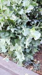 Atriplex