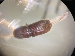 Ips grandicollis