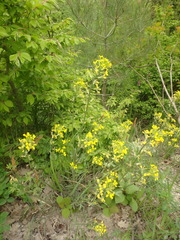 Erysimum canum
