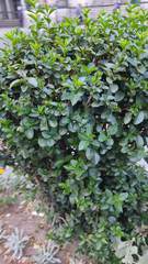 Ligustrum ovalifolium