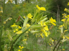 Erysimum canum