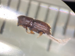 Ips grandicollis