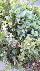 Atriplex