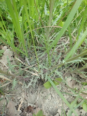 Erysimum canum