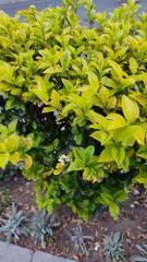 Ligustrum ovalifolium