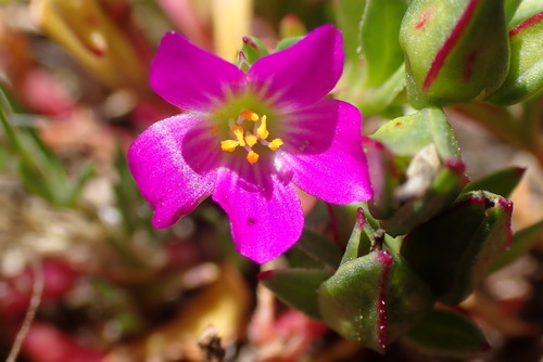 iNaturalist observation photo of redmaids