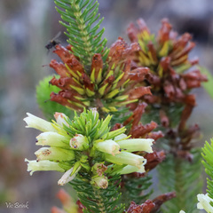 Erica viscaria