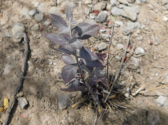 Rhinotropis lindheimeri