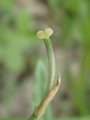 Erysimum canum