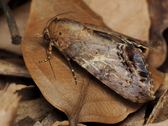 Stictopterinae