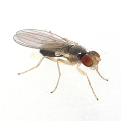 Anthomyzidae