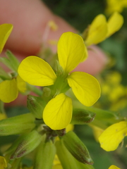 Erysimum canum