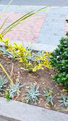 Ligustrum ovalifolium